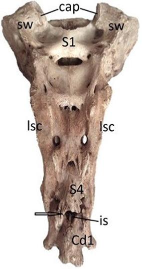 https://cdn.ncbi.nlm.nih.gov/pmc/blobs/c8c4/11148713/368db39957ca/VETMED-69-05-123102-g007.jpg
