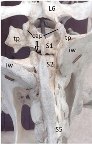 https://cdn.ncbi.nlm.nih.gov/pmc/blobs/c8c4/11148713/4468576d6cd0/VETMED-69-05-123102-g002.jpg