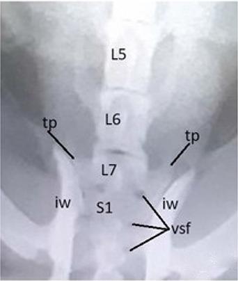 https://cdn.ncbi.nlm.nih.gov/pmc/blobs/c8c4/11148713/7b021703c7e8/VETMED-69-05-123102-g013.jpg