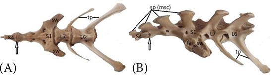 https://cdn.ncbi.nlm.nih.gov/pmc/blobs/c8c4/11148713/9bb47f3421f1/VETMED-69-05-123102-g010.jpg