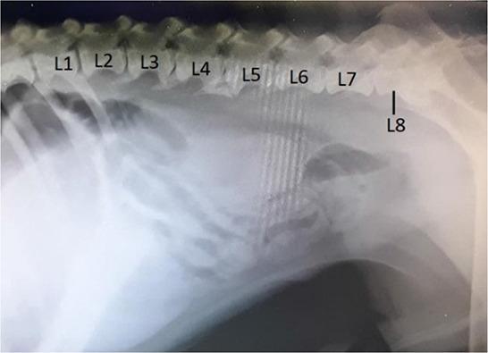 https://cdn.ncbi.nlm.nih.gov/pmc/blobs/c8c4/11148713/a2085c4ccbc3/VETMED-69-05-123102-g011.jpg