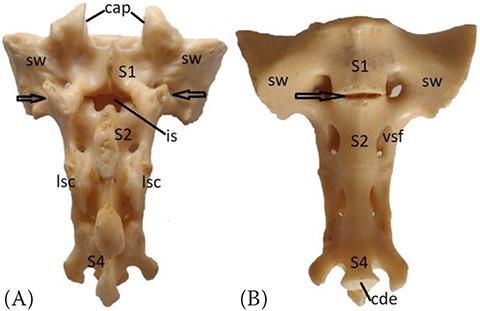 https://cdn.ncbi.nlm.nih.gov/pmc/blobs/c8c4/11148713/a883771da473/VETMED-69-05-123102-g004.jpg