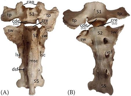 https://cdn.ncbi.nlm.nih.gov/pmc/blobs/c8c4/11148713/aea7d932e340/VETMED-69-05-123102-g001.jpg