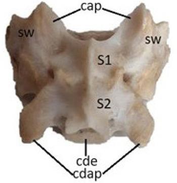 https://cdn.ncbi.nlm.nih.gov/pmc/blobs/c8c4/11148713/cf6d794fef04/VETMED-69-05-123102-g014.jpg
