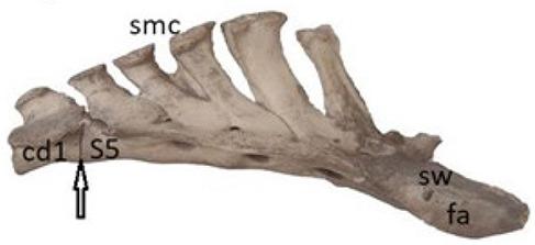 https://cdn.ncbi.nlm.nih.gov/pmc/blobs/c8c4/11148713/e13fb6804964/VETMED-69-05-123102-g006.jpg
