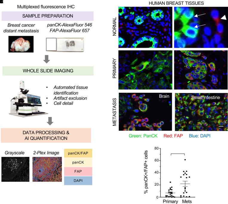 https://cdn.ncbi.nlm.nih.gov/pmc/blobs/c8c6/10561721/01d1a2fc229b/jciinsight-8-164216-g141.jpg