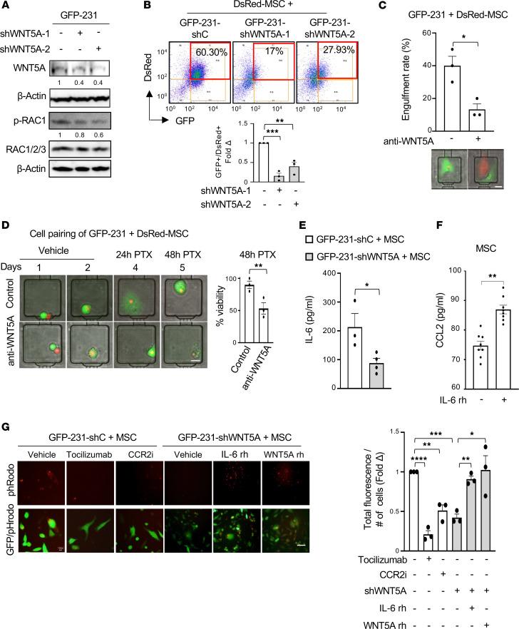 https://cdn.ncbi.nlm.nih.gov/pmc/blobs/c8c6/10561721/c63704b1c95a/jciinsight-8-164216-g145.jpg