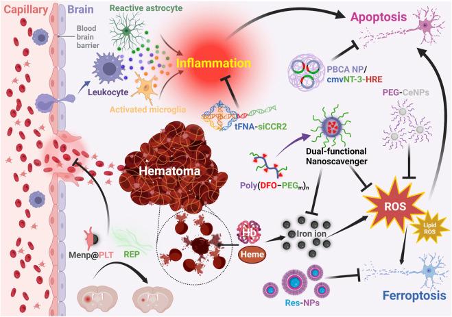 https://cdn.ncbi.nlm.nih.gov/pmc/blobs/c8c8/10523393/252d2b9a3736/fbioe-11-1265153-g004.jpg