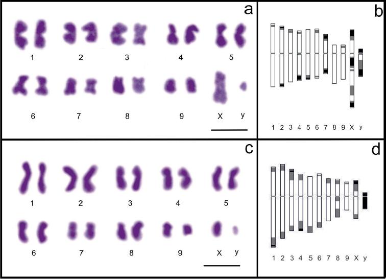 https://cdn.ncbi.nlm.nih.gov/pmc/blobs/c8cc/5088350/80ef46e825f7/CompCytogen-010-371-g001.jpg