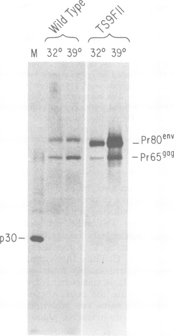 https://cdn.ncbi.nlm.nih.gov/pmc/blobs/c8d0/171145/885101adc268/jvirol00004-0252-a.jpg