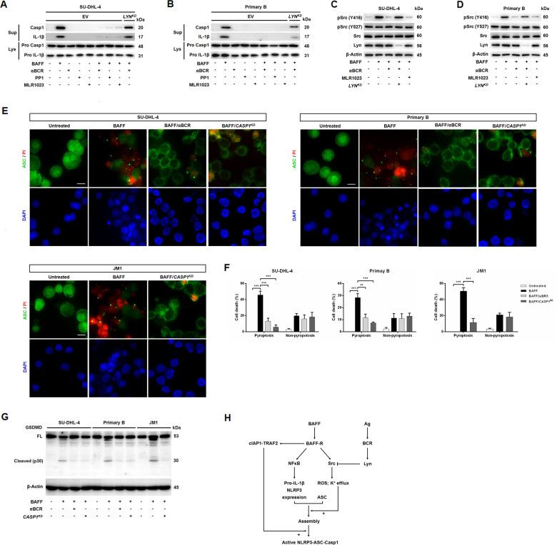 https://cdn.ncbi.nlm.nih.gov/pmc/blobs/c8d0/7529748/6899867e113d/41419_2020_3035_Fig7_HTML.jpg