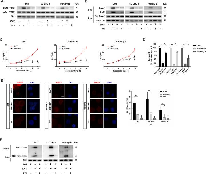 https://cdn.ncbi.nlm.nih.gov/pmc/blobs/c8d0/7529748/a3cbd06f3964/41419_2020_3035_Fig6_HTML.jpg