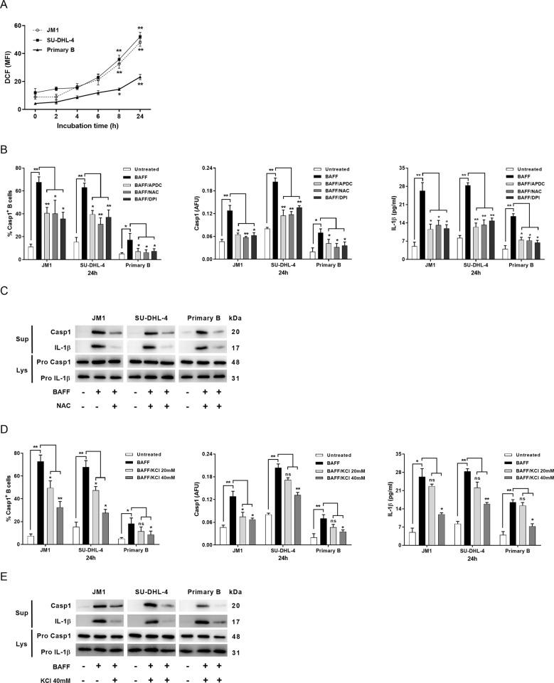 https://cdn.ncbi.nlm.nih.gov/pmc/blobs/c8d0/7529748/ab537337ff4d/41419_2020_3035_Fig4_HTML.jpg
