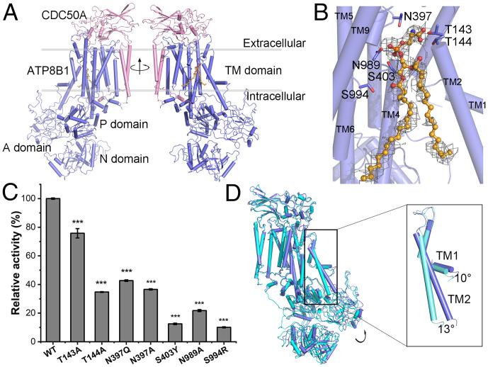 https://cdn.ncbi.nlm.nih.gov/pmc/blobs/c8d1/9168909/972523b55a4e/pnas.2118656119fig04.jpg