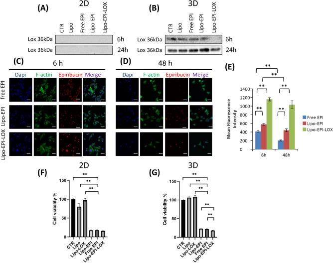 https://cdn.ncbi.nlm.nih.gov/pmc/blobs/c8d6/7930284/936597ec6613/41598_2021_84492_Fig2_HTML.jpg