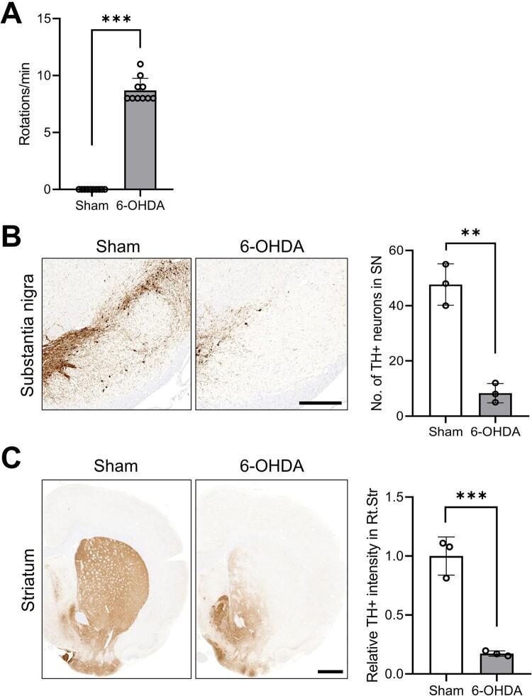 https://cdn.ncbi.nlm.nih.gov/pmc/blobs/c8d8/11062273/0bf61b241fd3/TACS_A_2348671_F0001_OC.jpg