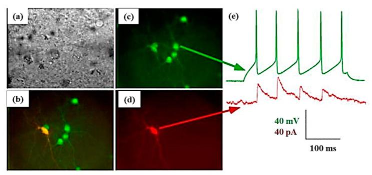 https://cdn.ncbi.nlm.nih.gov/pmc/blobs/c8d9/7349798/69a4b618aa0a/cells-09-01528-g009.jpg