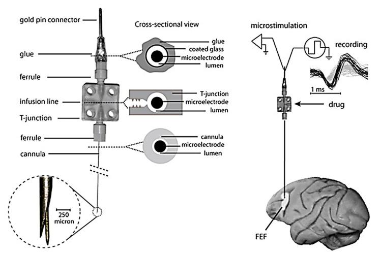 https://cdn.ncbi.nlm.nih.gov/pmc/blobs/c8d9/7349798/a31064ee7750/cells-09-01528-g012.jpg