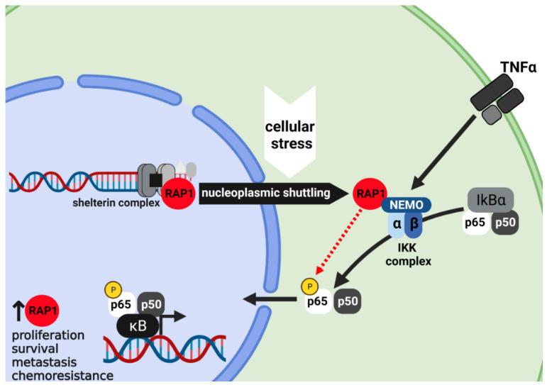 https://cdn.ncbi.nlm.nih.gov/pmc/blobs/c8da/8657031/7e03454e0bd1/cancers-13-05970-g003.jpg