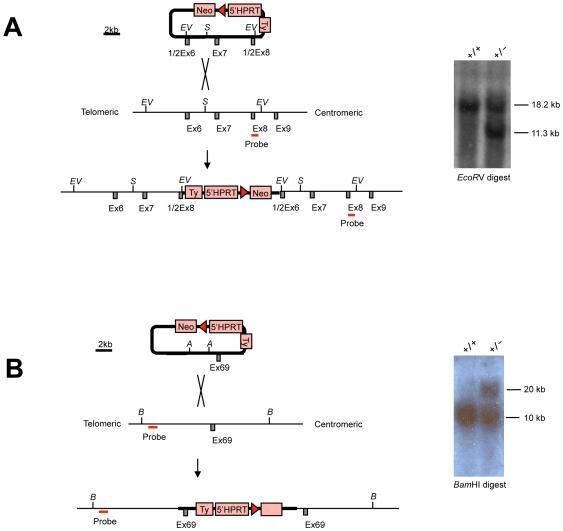 https://cdn.ncbi.nlm.nih.gov/pmc/blobs/c8dd/2850915/5c9aa82720ec/pone.0009960.g001.jpg