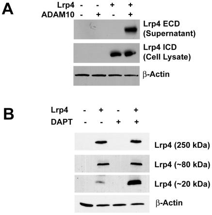 https://cdn.ncbi.nlm.nih.gov/pmc/blobs/c8dd/2850915/b7daa7ace5fd/pone.0009960.g004.jpg