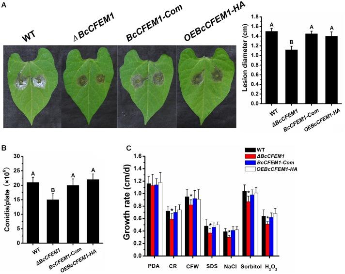 https://cdn.ncbi.nlm.nih.gov/pmc/blobs/c8e1/5611420/ddd33f9679fb/fmicb-08-01807-g006.jpg