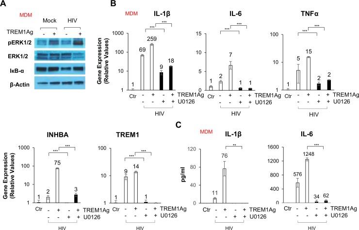 https://cdn.ncbi.nlm.nih.gov/pmc/blobs/c8e2/6625740/3bb5ada93001/ppat.1007883.g006.jpg