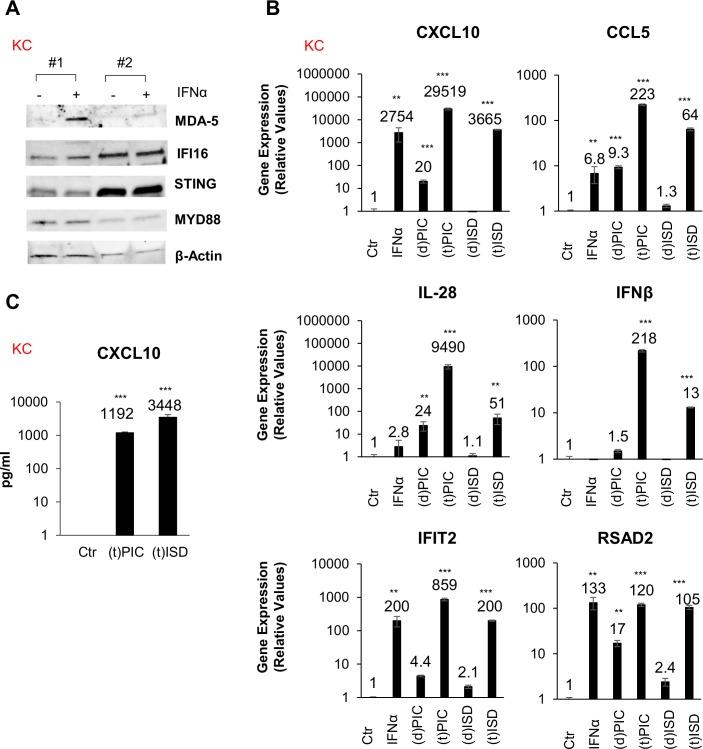 https://cdn.ncbi.nlm.nih.gov/pmc/blobs/c8e2/6625740/956b33aa8176/ppat.1007883.g001.jpg