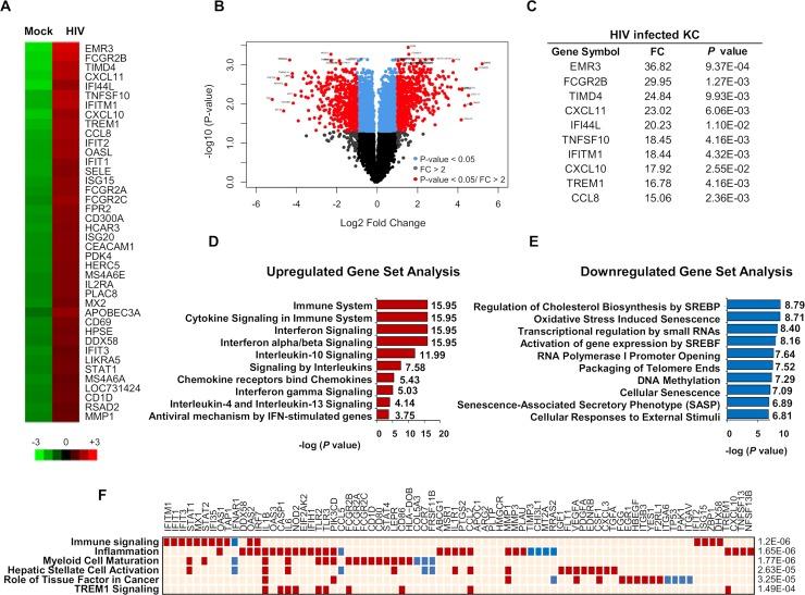 https://cdn.ncbi.nlm.nih.gov/pmc/blobs/c8e2/6625740/bd01a7c8789f/ppat.1007883.g002.jpg