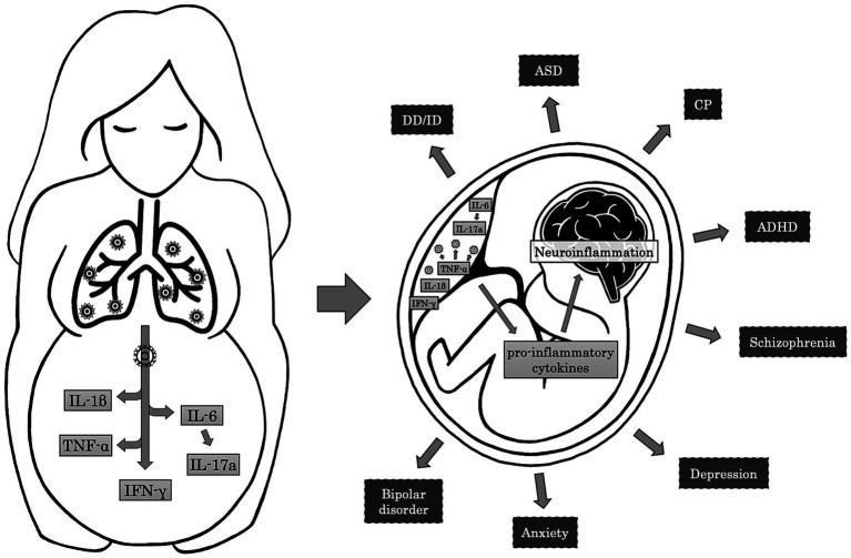 https://cdn.ncbi.nlm.nih.gov/pmc/blobs/c8e3/10800711/16dd04c62f60/fnins-17-1320319-g002.jpg