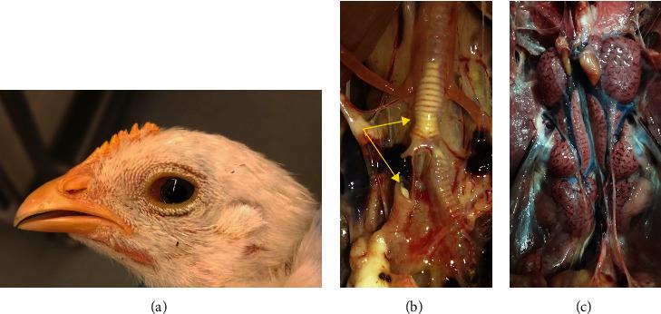 https://cdn.ncbi.nlm.nih.gov/pmc/blobs/c8e4/12017171/430617466111/TBED2023-1144924.001.jpg