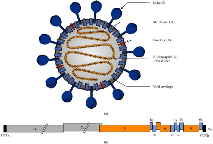 https://cdn.ncbi.nlm.nih.gov/pmc/blobs/c8e4/12017171/dc3191ae314c/TBED2023-1144924.003.jpg