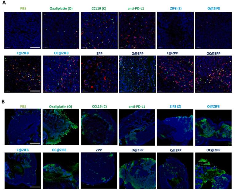 https://cdn.ncbi.nlm.nih.gov/pmc/blobs/c8e5/12320706/e79dcbc077f9/gr7.jpg