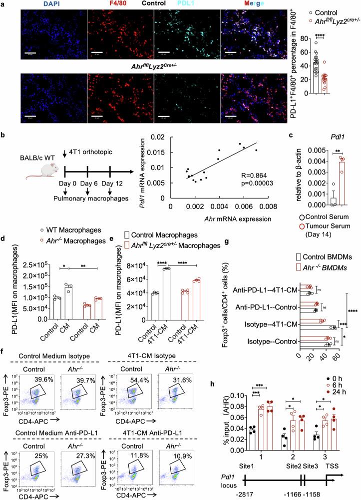 https://cdn.ncbi.nlm.nih.gov/pmc/blobs/c8f0/11652640/25f368cf21fb/41392_2024_2042_Fig3_HTML.jpg