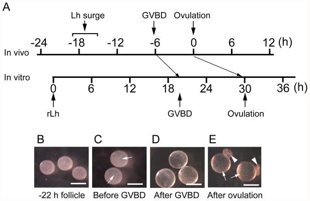 https://cdn.ncbi.nlm.nih.gov/pmc/blobs/c8f1/3553140/63f397f0515d/pone.0054482.g007.jpg