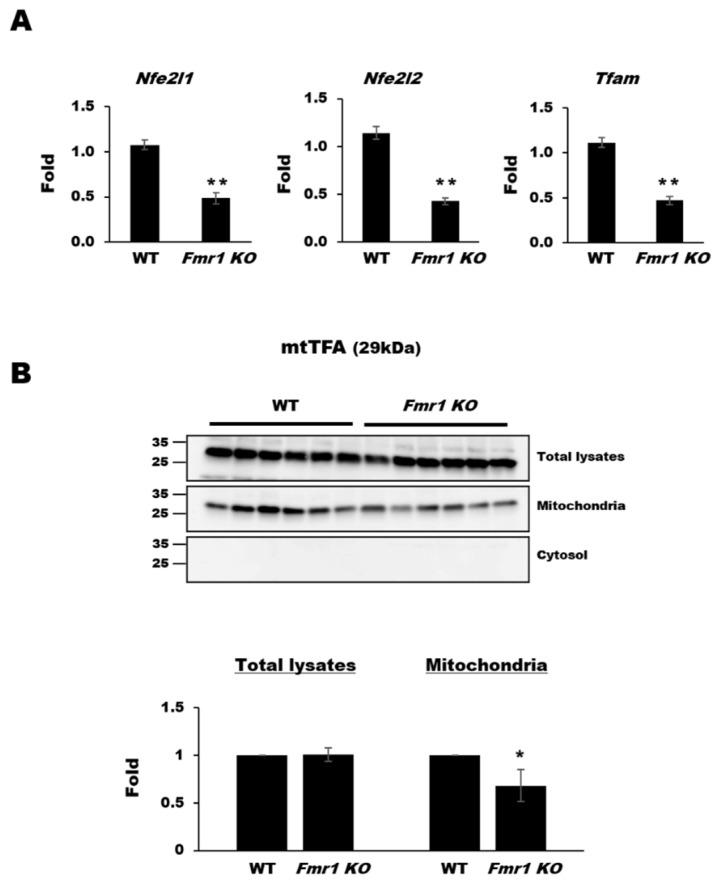 https://cdn.ncbi.nlm.nih.gov/pmc/blobs/c8f1/7794859/5ae0ac46e734/ijms-22-00410-g003.jpg