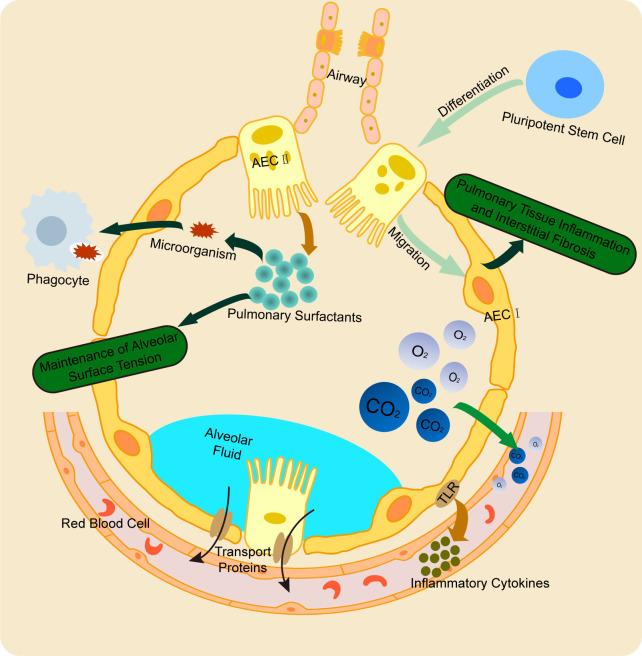 https://cdn.ncbi.nlm.nih.gov/pmc/blobs/c8f2/12364657/3e6ff432ece0/fimmu-16-1605797-g001.jpg
