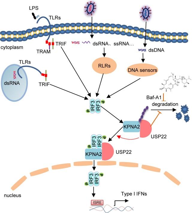 https://cdn.ncbi.nlm.nih.gov/pmc/blobs/c8f5/7201923/2e17ca49bb9f/JEM_20191174_GA.jpg