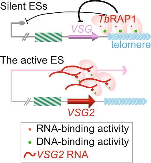 https://cdn.ncbi.nlm.nih.gov/pmc/blobs/c8f6/10033678/a3c821da933c/41467_2023_37307_Fig8_HTML.jpg