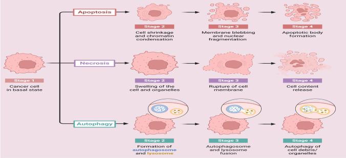 https://cdn.ncbi.nlm.nih.gov/pmc/blobs/c8f6/12021792/16b3f87d6ccf/11671_2025_4248_Fig2_HTML.jpg