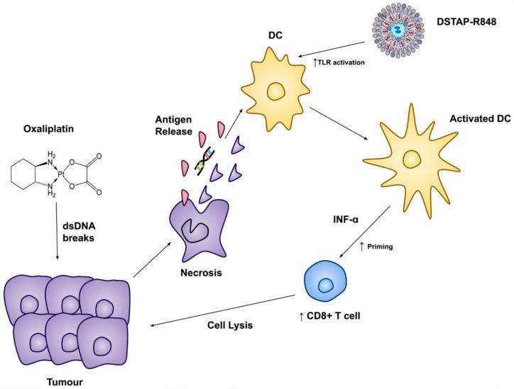 https://cdn.ncbi.nlm.nih.gov/pmc/blobs/c8f7/8540734/2e7c74e3f270/pharmaceutics-13-01696-g006.jpg