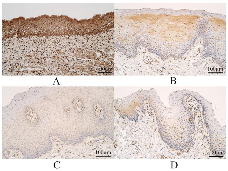 https://cdn.ncbi.nlm.nih.gov/pmc/blobs/c8f9/10297181/a4935cceca2c/dentistry-11-00151-g004.jpg