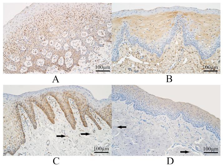 https://cdn.ncbi.nlm.nih.gov/pmc/blobs/c8f9/10297181/c07b225cf111/dentistry-11-00151-g001.jpg