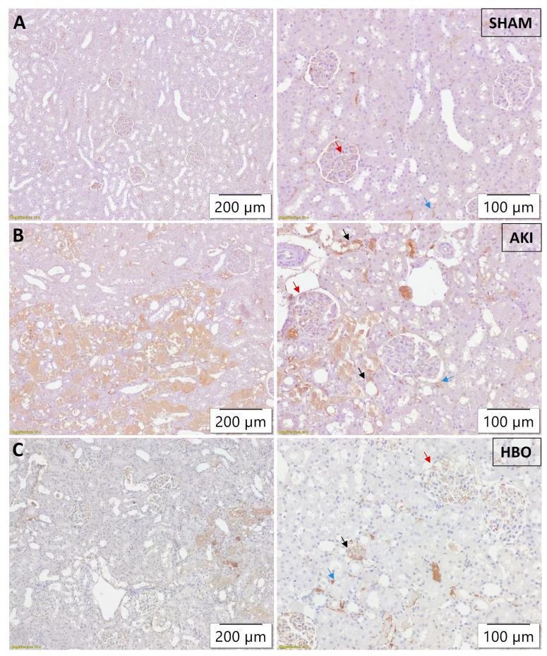 https://cdn.ncbi.nlm.nih.gov/pmc/blobs/c8fb/11011961/7aa2df341452/ijms-25-03870-g003.jpg