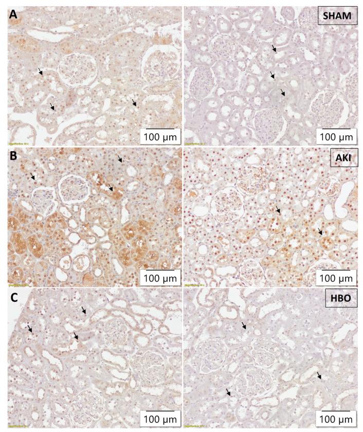 https://cdn.ncbi.nlm.nih.gov/pmc/blobs/c8fb/11011961/c4a9951b9dd0/ijms-25-03870-g004.jpg