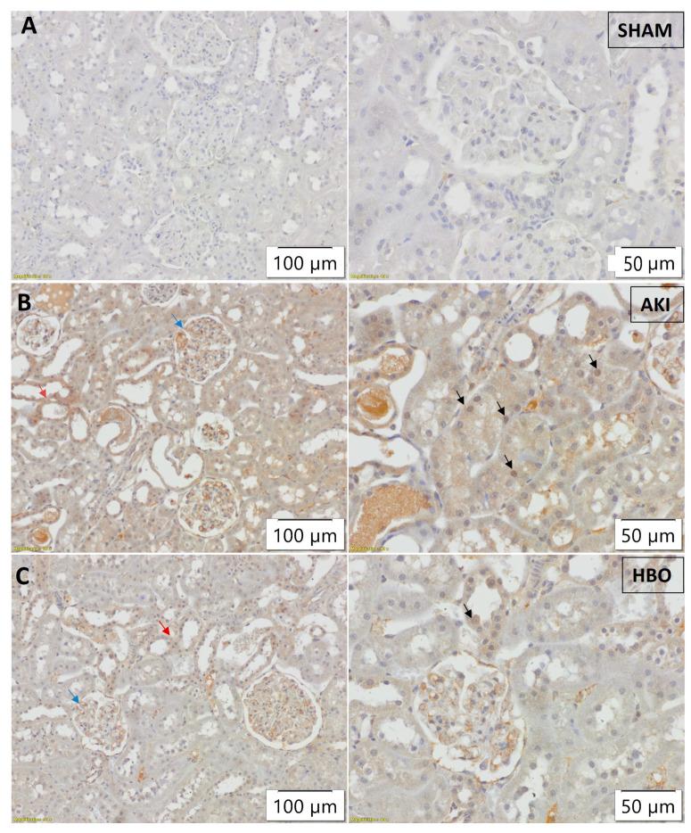 https://cdn.ncbi.nlm.nih.gov/pmc/blobs/c8fb/11011961/e32ef2f57c7a/ijms-25-03870-g005.jpg