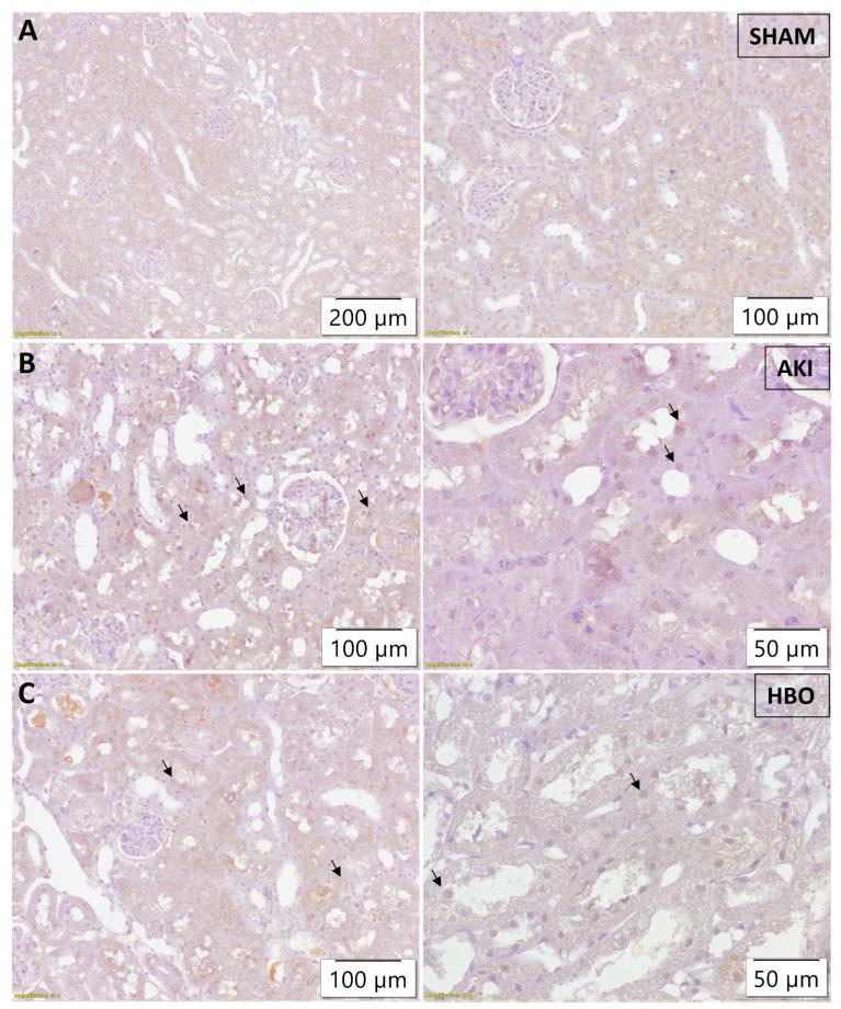https://cdn.ncbi.nlm.nih.gov/pmc/blobs/c8fb/11011961/ed0670c77df2/ijms-25-03870-g007.jpg