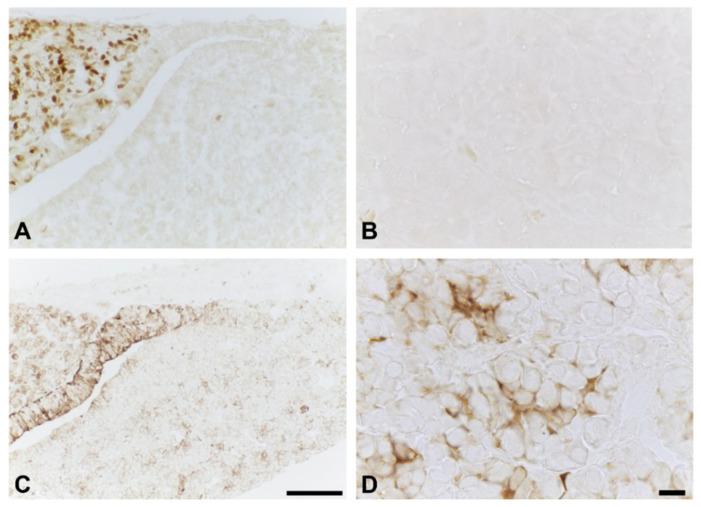 https://cdn.ncbi.nlm.nih.gov/pmc/blobs/c903/8657948/4fabff5e9426/ijms-22-12667-g002.jpg