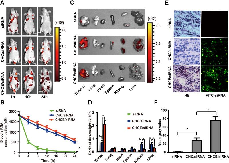 https://cdn.ncbi.nlm.nih.gov/pmc/blobs/c904/8906879/d863e0d3010d/IJN-17-953-g0006.jpg