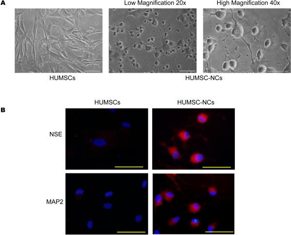 https://cdn.ncbi.nlm.nih.gov/pmc/blobs/c907/3854736/ea0ebf6efa2d/scrt227-1.jpg